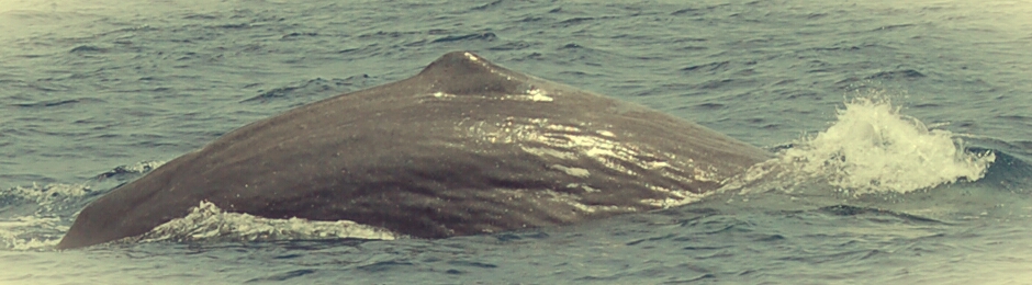 El cachalote es uno de los cetáceos de Tarifa