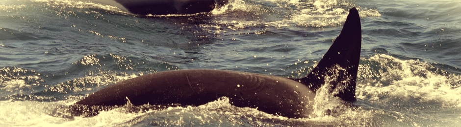 Excursión de avistamiento de orcas en Tarifa