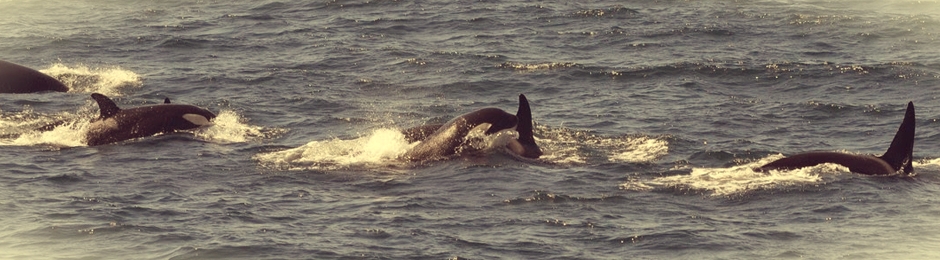 Orcas en aguas de Tarifa