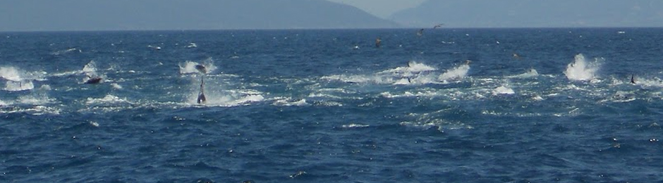 Atunes en aguas de la costa de Tarifa