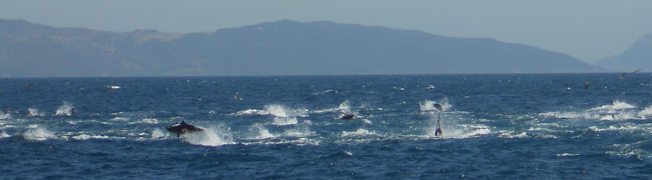 Atunes en el estrecho de Gibraltar