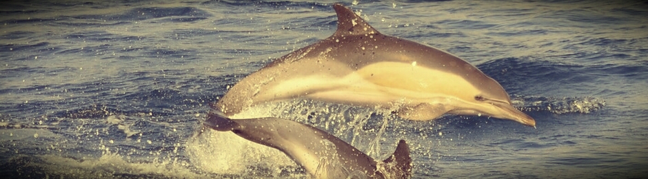 Ver Delfín común (Delphinus Delphis) en Cádiz