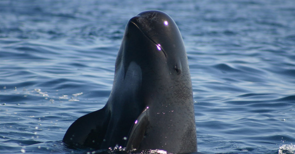 Ver ballenas en Tarifa