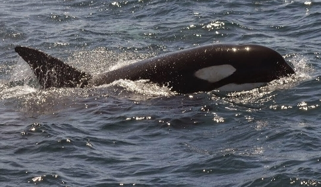 Ver orcas en Tarifa